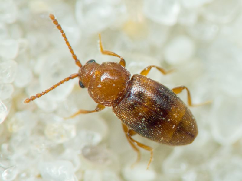Coleoptera Linnaeus, 1758
